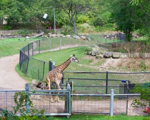 MASAI GIRAFFE or GIRAFFA CAMELOPARDALIS TIPPELSKIRCHI in zoo on sunny day. Walking, path, fence, headshone, full body, mouth open