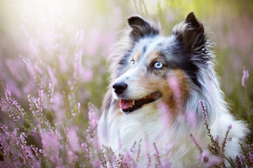 Sheltie