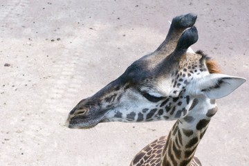 Obraz premium MASAI GIRAFFE or GIRAFFA CAMELOPARDALIS TIPPELSKIRCHI in zoo on sunny day. Walking, path, fence, headshone, full body, mouth open
