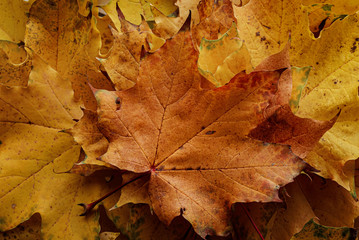 Naklejka na ściany i meble Bouquet of autumn maple leaves isolated on white