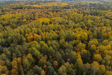 Aerial view of thick forest in colourful autumn season in Gauja National Park, latvia.