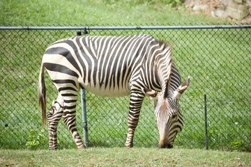 Fototapeta na wymiar EQUUS ZEBRA HARTMANNAE or Hartmann's mountain zebra against a fence in a zoo. Grazing on grass in sunshine