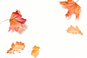 Autumn season mockup. Red maple and yellow oak leaves on a white background. Flat lay composition photo in elegant style