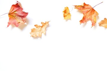 Flat lay style photography red maple and yellow oak leaves on a white background. Autumn border, mockup and banner