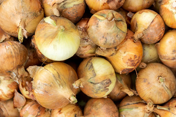 Harvesting onions in plastic boxes.