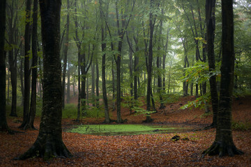 Obraz premium Creepy green small swam in autumn forest. Morning mists