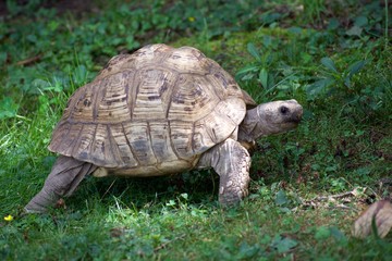 LEOPARD TORTOISE or STIGMOCHELYS PARDALIS walking in grass in the shade on a sunny day