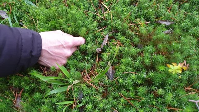 Dew and moss. Moss in the forest.