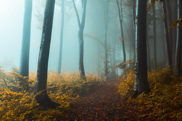 Panoramic trail in foggy forest. Creepy light inside the forest during autumn misty morning - 294621087