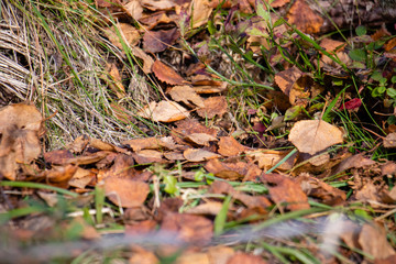 leaves on the ground 