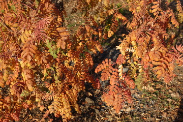 Branches of rowan with orange leaves in autumn