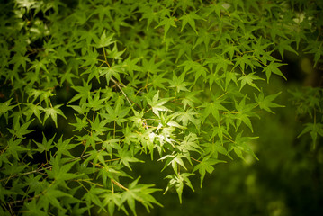 leaves of tree in spring