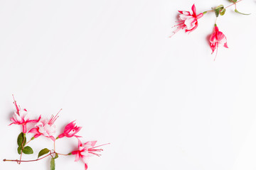 Festive fuchsia flower composition on the white background. Overhead view - obrazy, fototapety, plakaty