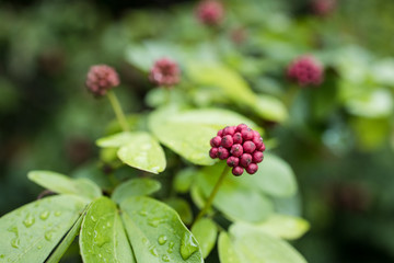 red berries on a branch