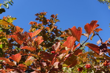 Branches of Viburnum opulus against blue sky in October