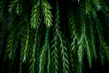 green grass background