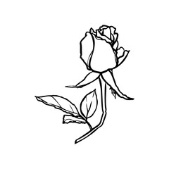 Rosebud line drawing. Vector outline Flower in a Trendy Minimalist Style. For the design of Logos, Invitations, posters, Postcards, prints on t-Shirts.