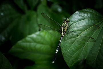 Dragonfly on green leaves background 