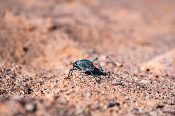 Black desert tenebrio beetle running by the dry stone sand surface