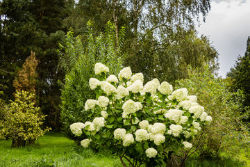 Garden with white hydrangea flower and other shrubs and trees