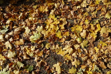 Multicolored fallen leaves of maple from above