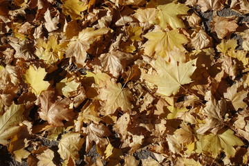 Norway maple fallen leaves in mid October