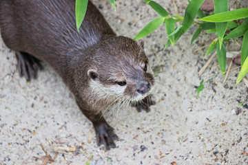 close up of a otter on sand at zoo