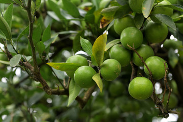 Young fruits of satsuma orange, on the branch