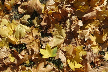 October - fallen leaves of maple on the ground
