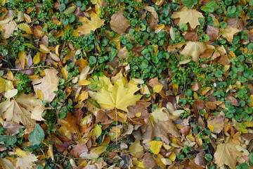 Bright colorful fallen leaves covering Glechoma hederacea in autumn