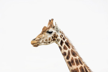 close up of giraffe with white background 