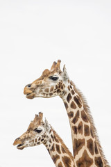 two giraffes with white background 