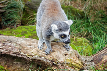 close up of a lemur on tree trunk in nature