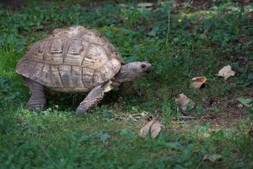 LEOPARD TORTOISE or STIGMOCHELYS PARDALIS walking in grass in the shade on a sunny day