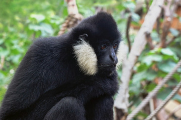 a northern white cheeked gibbon monkey sitting on tree branch 