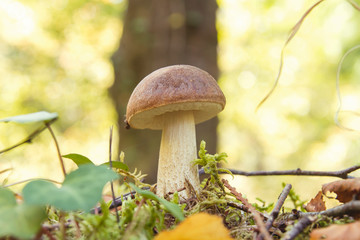 Small leccinum scabrum or birch bolete mushroom