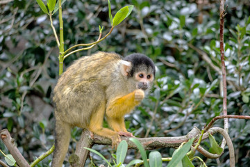 closeup of a common squirrel monkey in green bushes