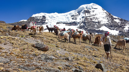 Llama pack in Cordillera Vilcanota, Ausungate, Cusco, Peru