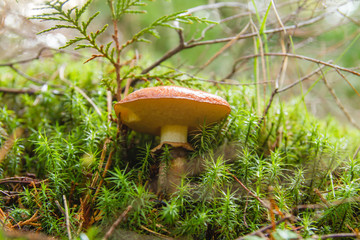 Suillus luteos mushroom growing in the green forest moss
