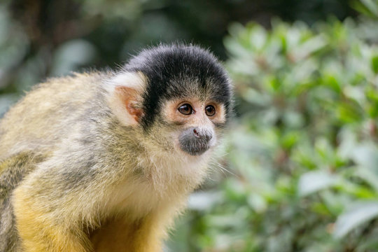 closeup of a common squirrel monkey in green nature