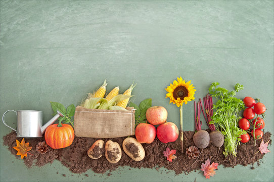 Autumn organic food produce