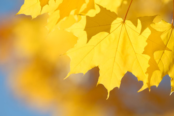 Beautiful colorful leaves in autumn forest. Red, orange, yellow, green and brown autumn leaves. Maple foliage. Seasonal background.