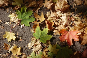 Red, green and brown fallen leaves of maple on asphalt