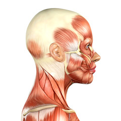 3d illustration of female head muscles anatomy side view