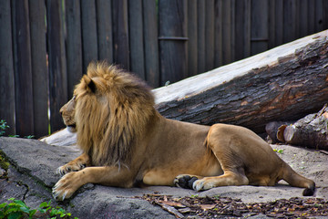 Obraz premium LION or PANTHERA LEO is the king. Resting on his pride rock. Beautiful example of power. Lord of the jungle. leader. isolated and profile portrait