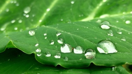 drops on green leaf