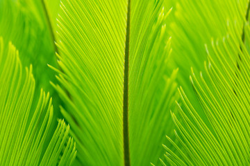 Tropical green palm foliage. Nature pattern. Soft focus
