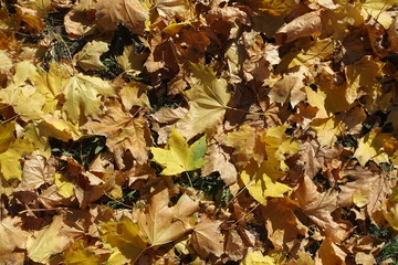 Lots of fallen leaves of maple from above