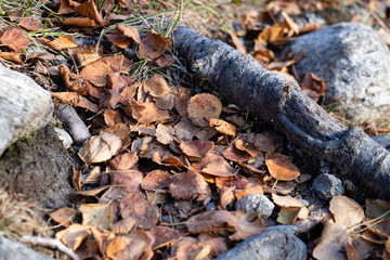 leaves on the ground
