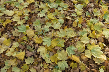Green and yellow fallen leaves of maple in mid November